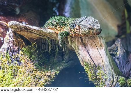 Close Up Shot Of Crocodile Lizard In A Terrarium
