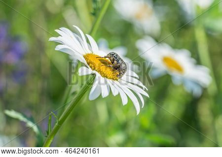 Mourning Rose Beetle On A Flower Meadow, Germany