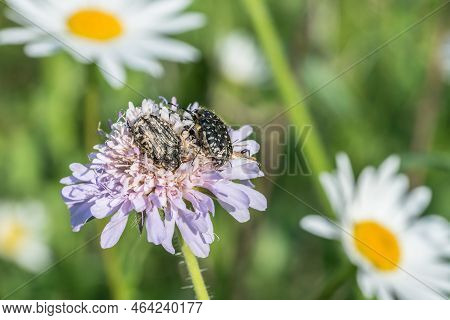 Mourning Rose Beetle On A Flower Meadow, Germany