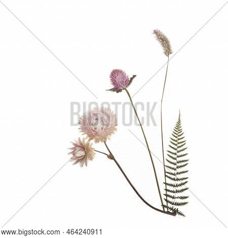 Pink Dried Flowers Isolated On A White Background.