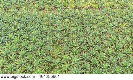 Aerial View, Directly Above A Palm Oil Plantation In Malaysia. Kilometers Of Monoculture Landscape, 