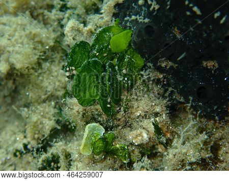 Calcareous Green Algae (halimeda Tuna) Close-up Undersea, Aegean Sea, Greece, Halkidiki
