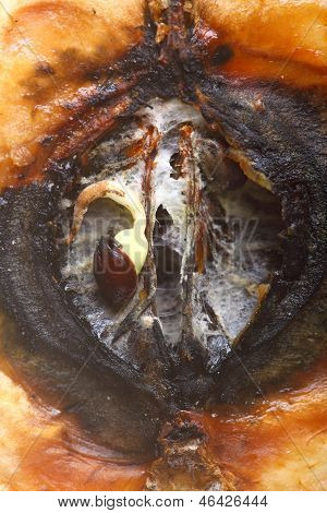 Closeup çürük elma yarım. Yemek atıkları.