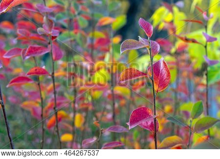 Purple-red Leaves Of Thunberg's Barberry Or Japanese Barberry In Autumn. Bright Colors Of Autumn Fol