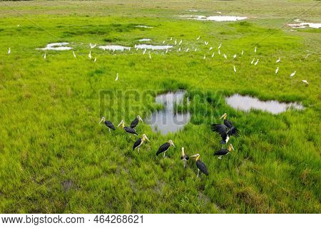 Group Of Lesser Adjutant Stork Bird And White Egret Birds Rest At Green Field