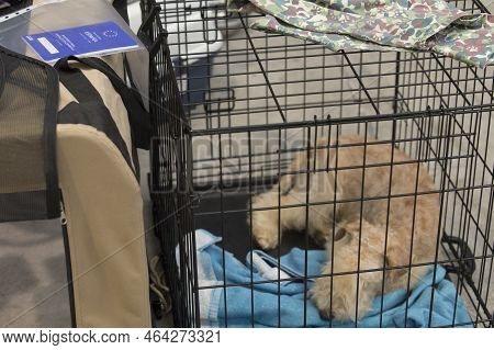 Pure Breed Resting In Its Crate With European Pet Passport Over. Selective Focus