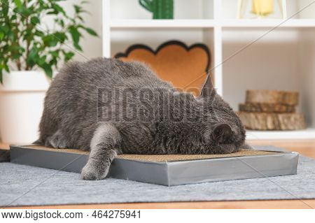 A Gray Cat Is Playing On Scratching Post. Cardboard Scratching Post. A Gray Cat Is Caressing On A Sc