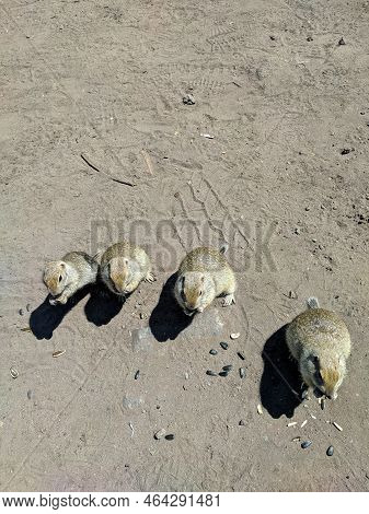 Funny Gophers Eat Seeds On The Ground. Vertical. Prielbrusye National Park, Kabardino-balkaria, Cauc