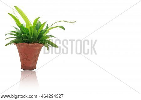 Ledebouria Kirkii Baker Young.in  Potted Plants On A White Background,with Copy Space