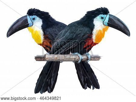 Two Beautiful Toucans Sit On Branches And Look In Different Directions. Toucans Isolated On White Ba