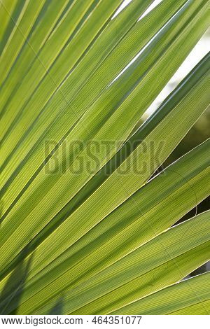 Sabal Palm Green Leaf Detail In The Summer