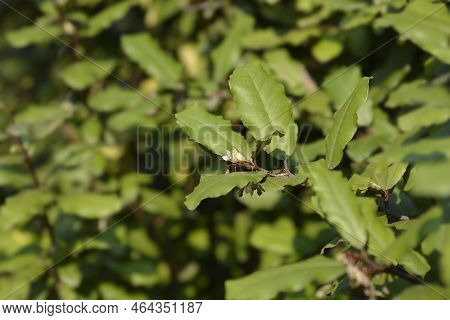 Ebbinges Silverberry Branch With Flowers In The Autumn