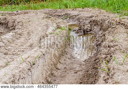 The Forest Along The Danube River In The Spring Part Of The Year.