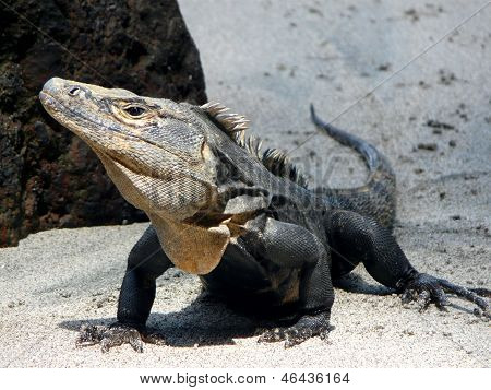 Iguana