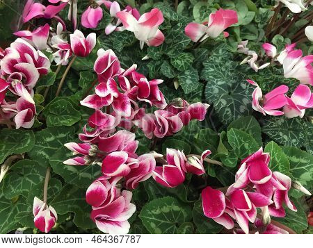 Flowering Cyclamen Of Purple Color. The Background Of Beautiful Cyclamen Flowers. View From The Top 