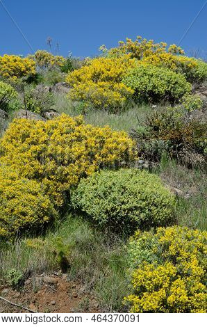 Thicket With Teline Microphylla In Flower And Euphorbia Regis-jubae. Las Cumbres Protected Landscape
