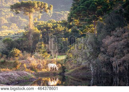 Lonely Horse At Sunny Day, Rio Grande Do Sul Pampa Landscape - Southern Brazil