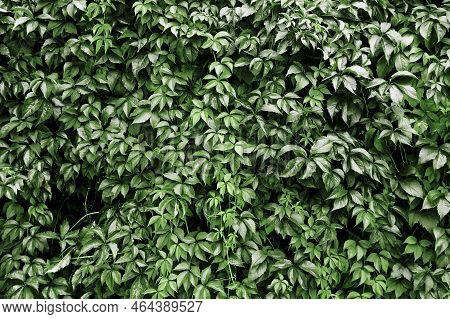 Climber Plant Background. Creeper Plant Texture. Gedge Bush Pattern. Natural Summer Wall. Home Outdo
