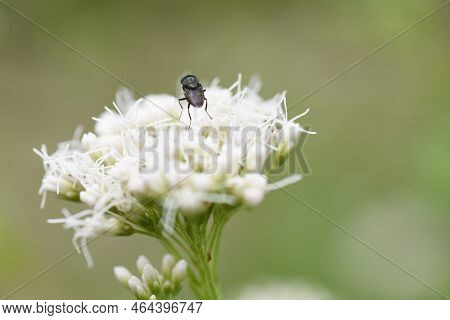 Thoroughwort Flowers And An Insect. Asteraceae Perennial Plants. Many Small Flowers Bloom At The Tip