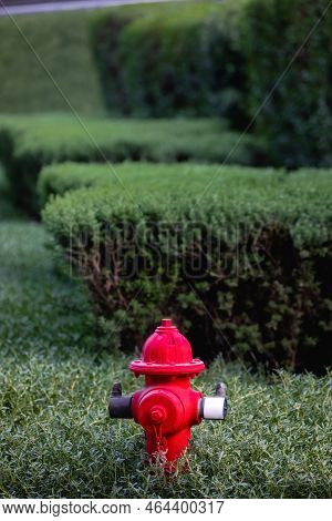Bright Red Firehydrant In Green Bushes Sunny Day