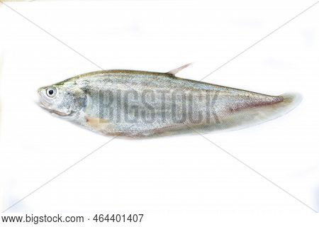 Royal Knifefish Isolated On A White Background