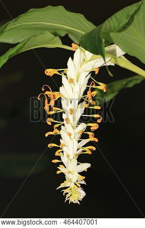 Globba Winitii'white Dragon',beautiful Little Ornamental Ginger Flowers With White And Yellow Colors