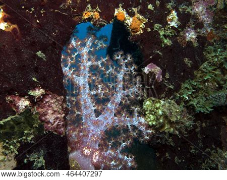 Dendronephthya Hemprichi Coral Growing On A Wreck Boracay Island Philippines