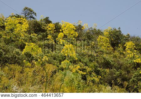 Thicket With Ferula Linkii And Canary Island Flatpod Adenocarpus Foliolosus In Bloom. Cueva Grande. 