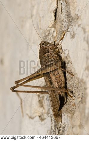 Southern Wartbiter Decticus Albifrons. Female. Cruz De Pajonales. Integral Natural Reserve Of Inagua