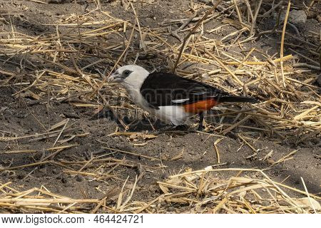 A White Headed Buffalo Weaver, Nest Materials In Its Beak, In A Field In Tanzania.