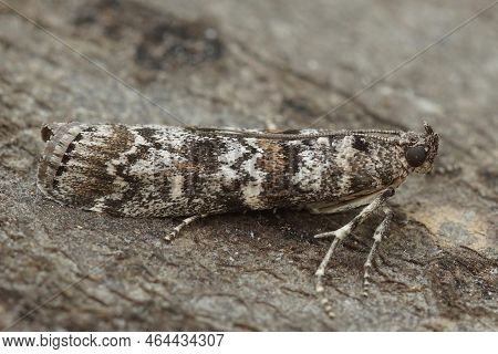 Detailed Closeup On The Dark Pine Knot-horn Moth, Dioryctria Abietella, Sitting On A Piece Of Wood