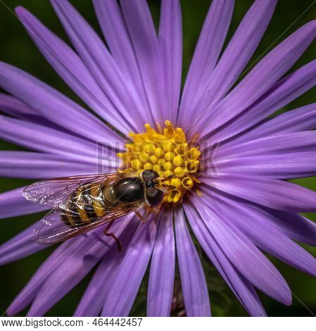 An American Hoverfly (eupeodes Americanus) Happily Feasting On The Nectar Of A Purple Aster. Raleigh