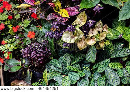 A Variety Of Colourful Indoor House Plants Bunched Up Close Together