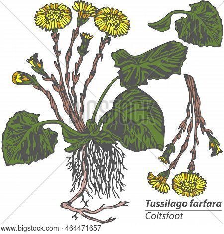 Coltsfoot Flower Or Tussilago In Vintage Style. Vector Image