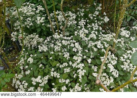 White Snakeroot (ageratina Altissima) Flowers. Asreraceae Perennial Plants. Many White Flower Heads 