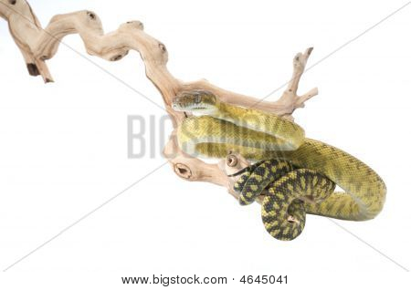 Molluan-Amethystine-python
