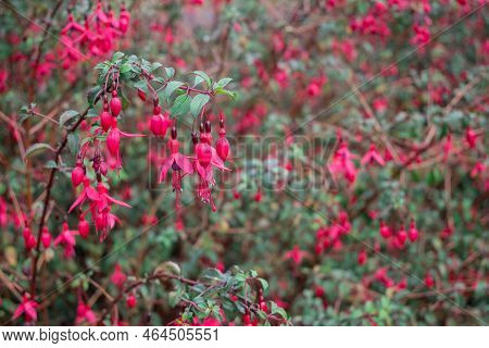 Fuchsias Pink And Purple Hanging Flowers