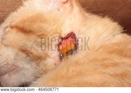 The Festering Wound On The Cheek Of A Stray Cat