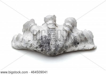 Scaly Giant Clam Shell Or Tridacna Squamosa Isolated On White Background Included Clipping Path.