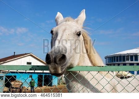 Horse Nose Closeup View From Below Against Sky