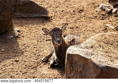 A Small Goat Lies By A Stone On The Sand