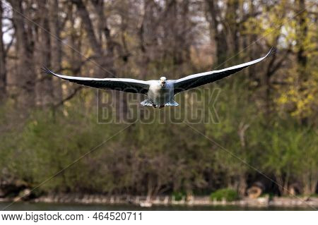 The Bar-headed Goose Flying Over A Lake At Munich. Anser Indicus Breeds In Central Asia In Colonies 