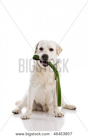 Piękne labrador retriever bitting smycz, na białym tle