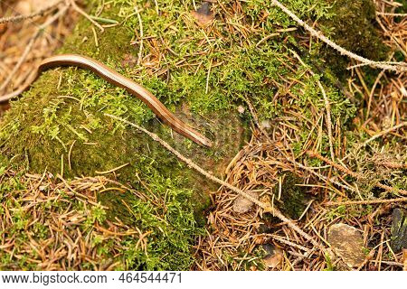 Anguis Fragilis In The Nature Reserve \