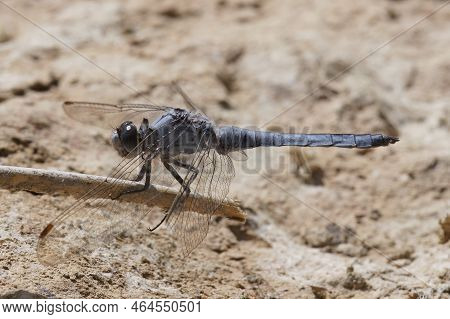 Detailed Closeup On A Mediterranean Southern Skimmer Dragonfly, Orthetrum Brunneum Sitting On A Ston