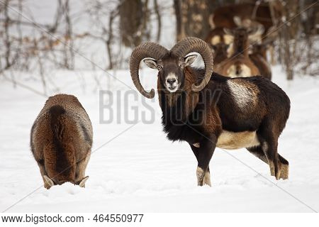 Two Mouflon Standing On Snowy Meadow In Winter Nature