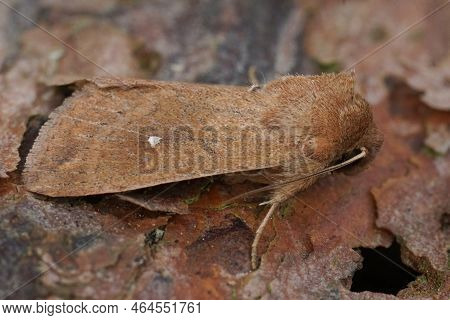 Detailed Closeup On The White-point Owlet Moth, Mythimna Albipuncta Sitting On Wood