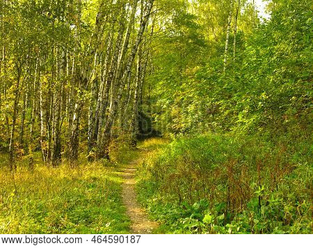 Path In The Autumn Forest. Bitsevsky Forest Park, Moscow, Russia. September.