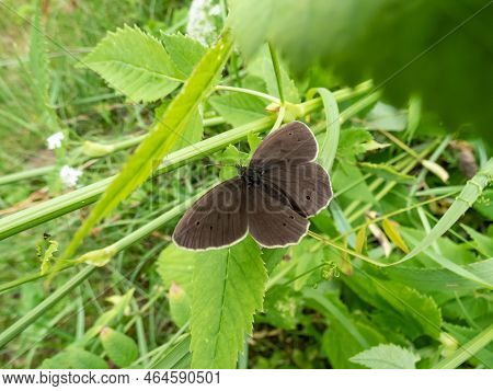Close-up Shot Of The Ringlet (aphantopus Hyperantus) In Summer. Medium-sized Butterfly, Upper And Lo