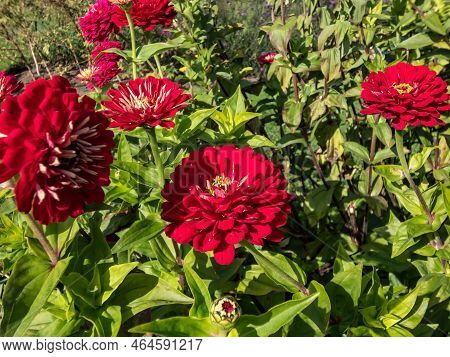 Zinnia Elegans 'benary's Giant Wine' Growing In The Garden And Blooming Rounded, Fully Double Flower